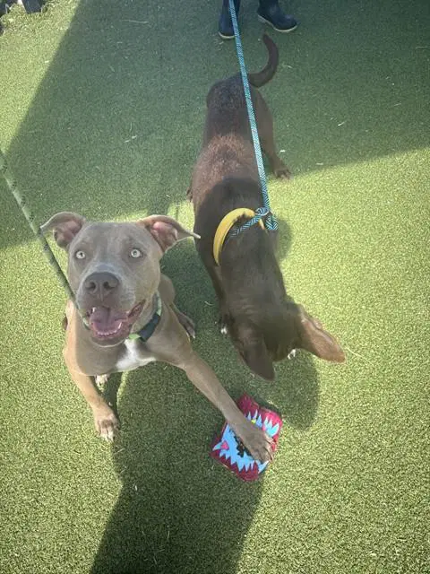 Unknown - American Pit Bull Terrier