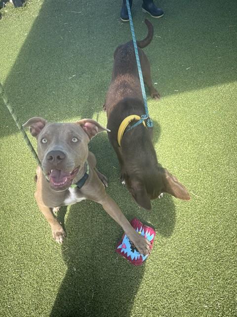 Chai, American Pit Bull Terrier (medium coat)