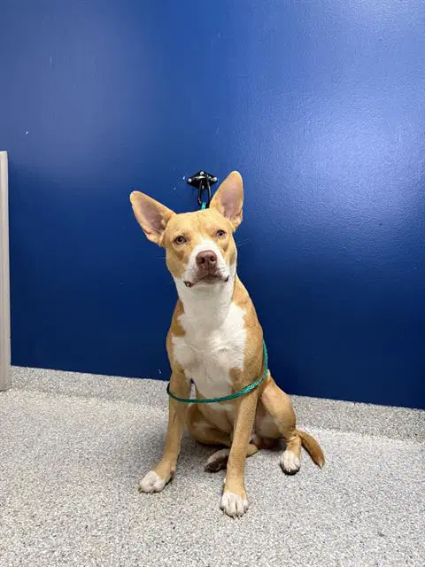 Red - American Staffordshire Terrier