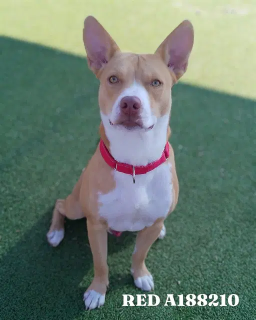 Red - American Staffordshire Terrier