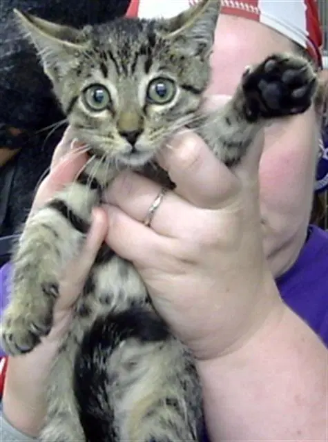Unknown - Domestic Short Hair