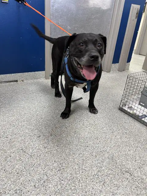 Unknown - Labrador Retriever