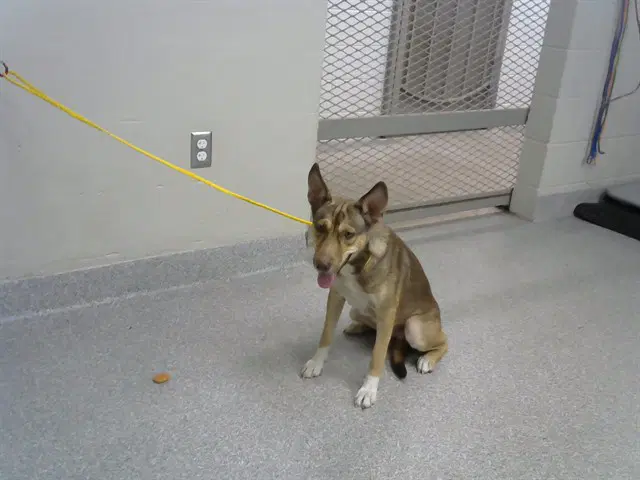 Unknown - German Shepherd Dog
