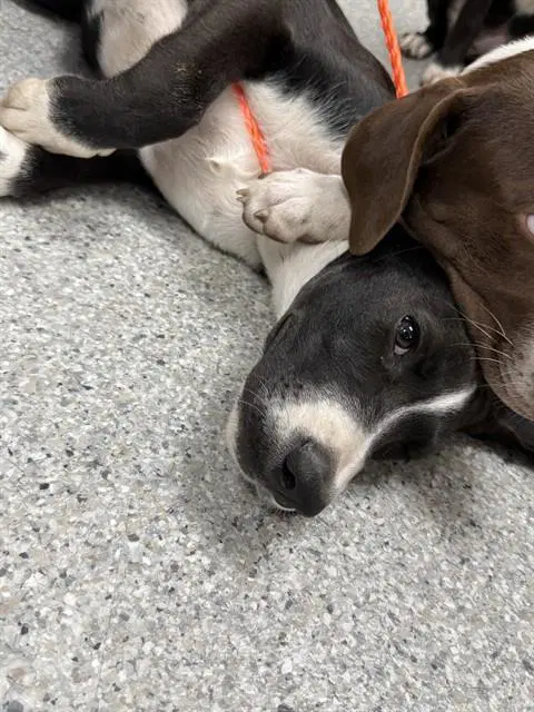 Unknown - Labrador Retriever