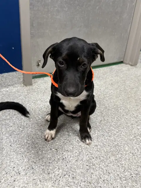 Unknown - Labrador Retriever
