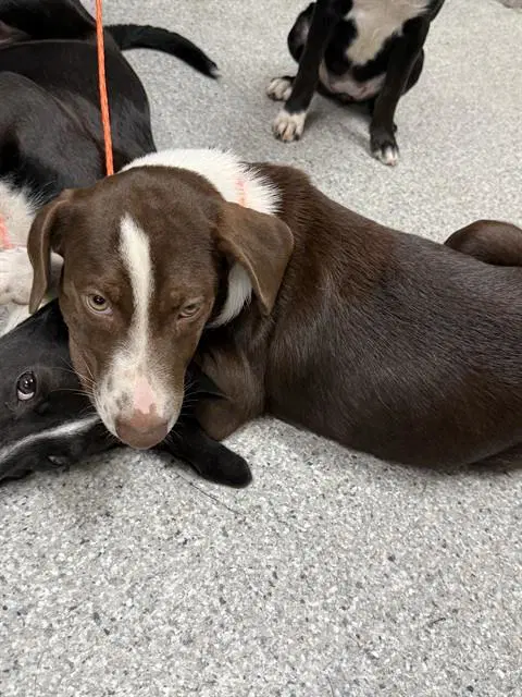 Unknown - Labrador Retriever