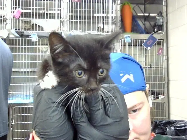 Unknown - Domestic Short Hair