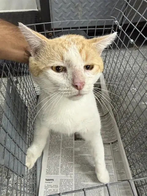 Unknown - Domestic Short Hair