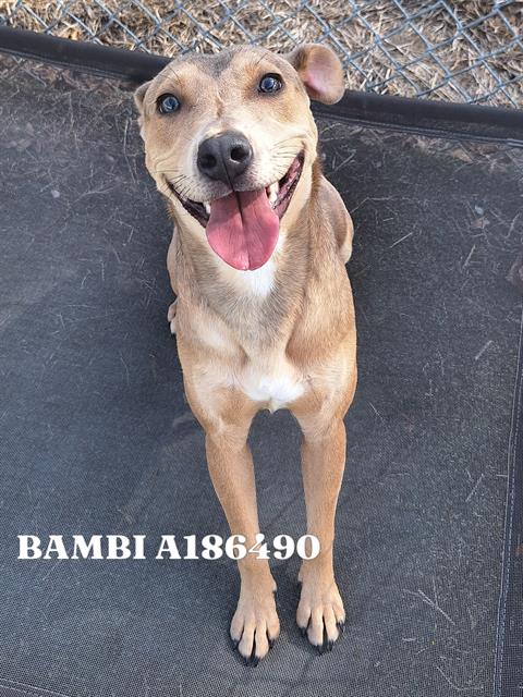 BAMBI
