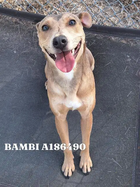 Bambi - American Pit Bull Terrier