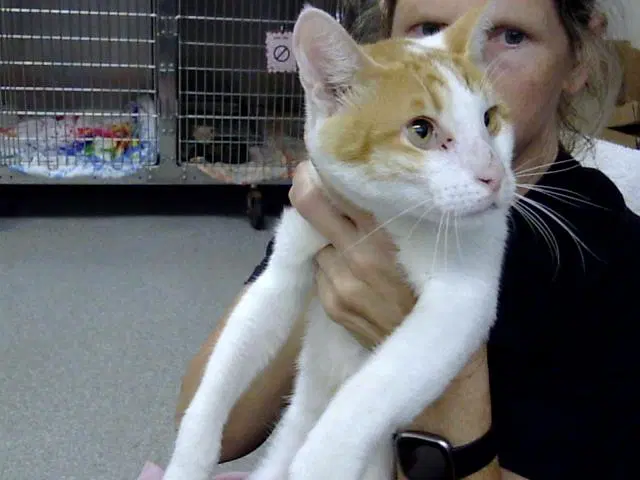 Unknown - Domestic Short Hair
