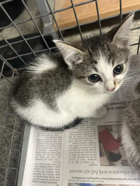 Unknown - Domestic Short Hair