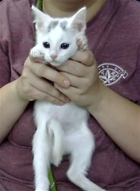 Unknown - Domestic Short Hair