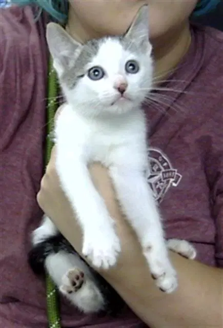 Unknown - Domestic Short Hair