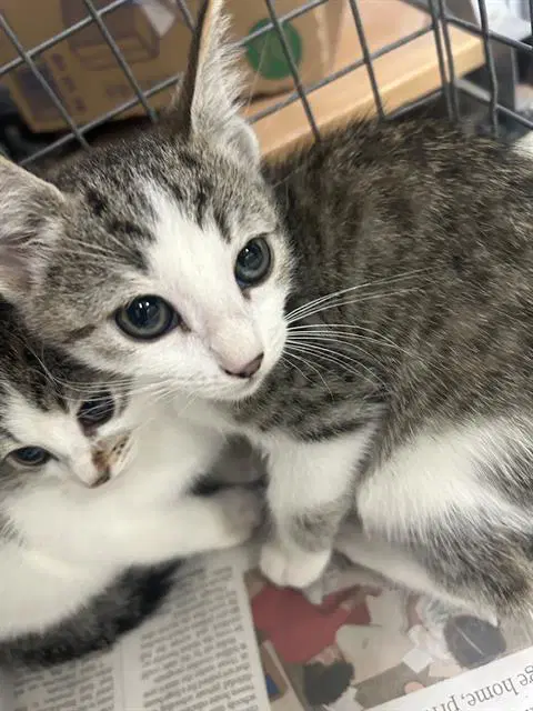 Unknown - Domestic Short Hair