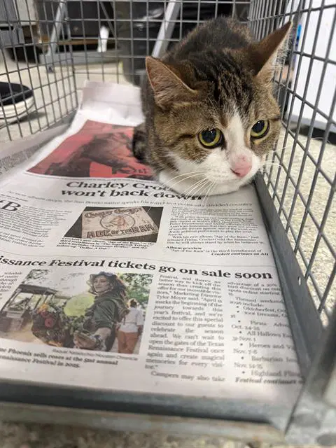 Luna - Domestic Short Hair