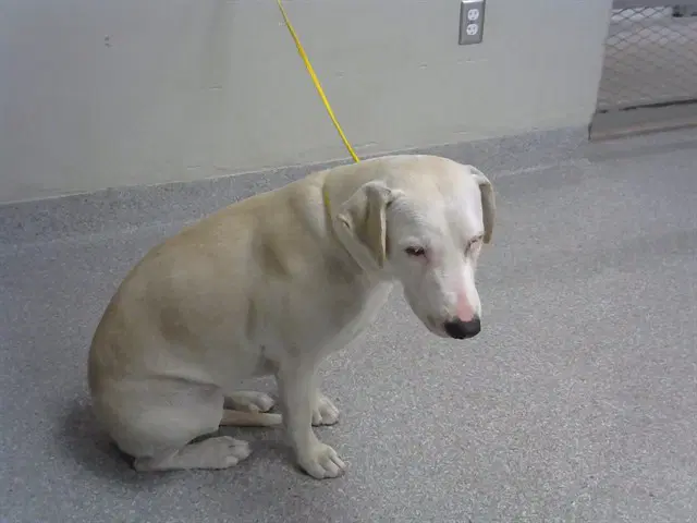 Bella - American Pit Bull Terrier