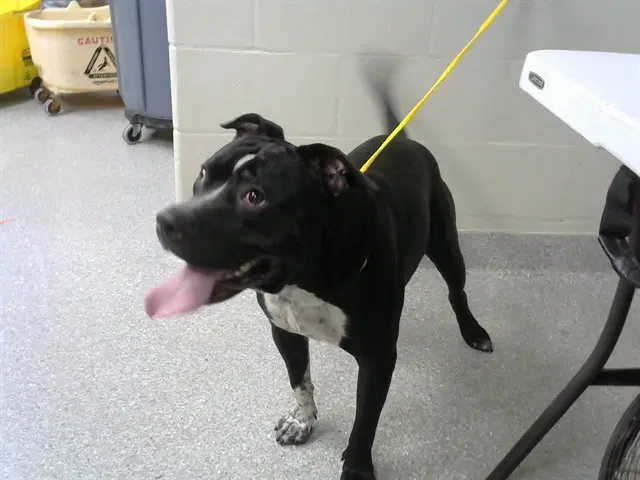 Thanos - American Pit Bull Terrier
