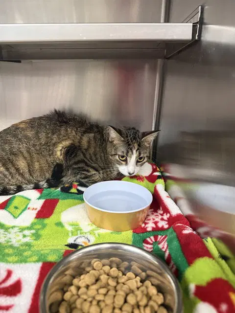 Twila - Domestic Short Hair