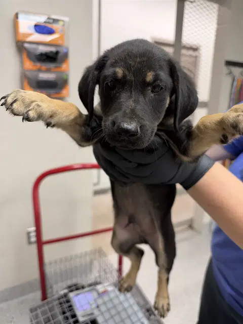 Unknown - Labrador Retriever