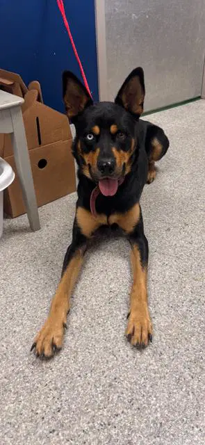 Jupiter - German Shepherd Dog