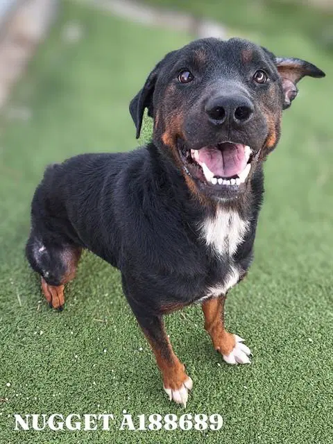 Nugget - Rottweiler