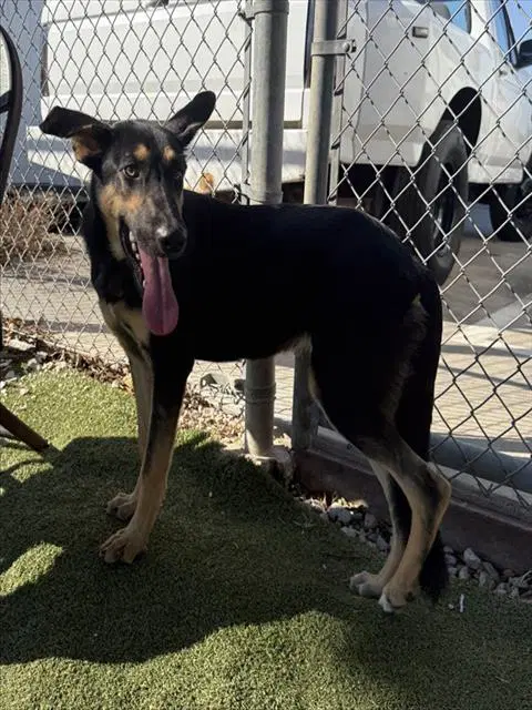 Peony - German Shepherd Dog