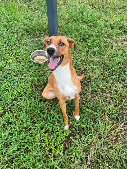 Sophie - Carolina Dog