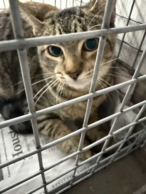 Unknown - Domestic Short Hair