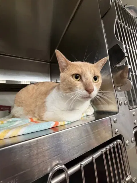 Creamsicle - Domestic Short Hair