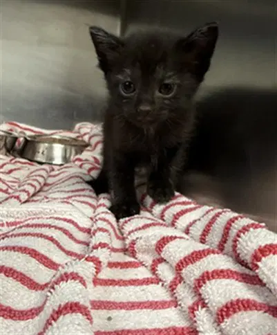 Oliver - Domestic Short Hair