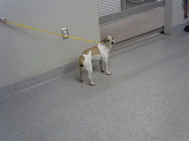 Unknown - Chihuahua