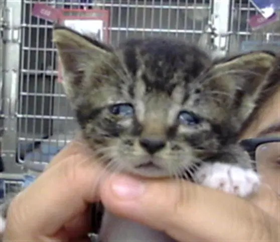 Kyle - Domestic Short Hair