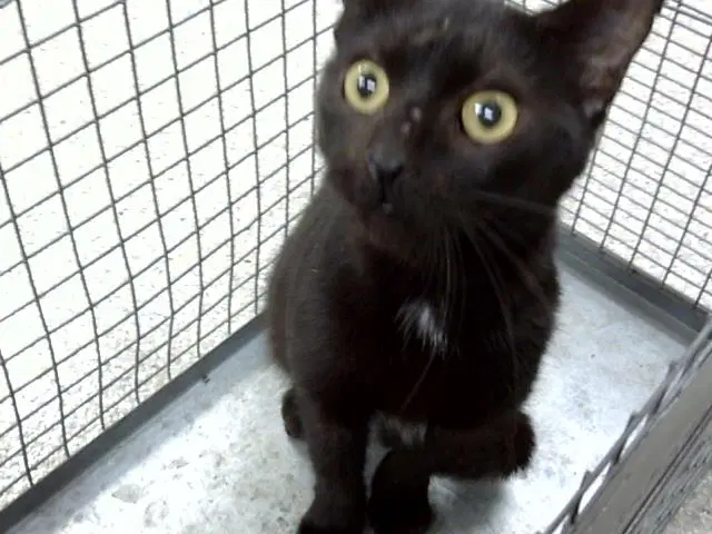 Sid - Domestic Short Hair