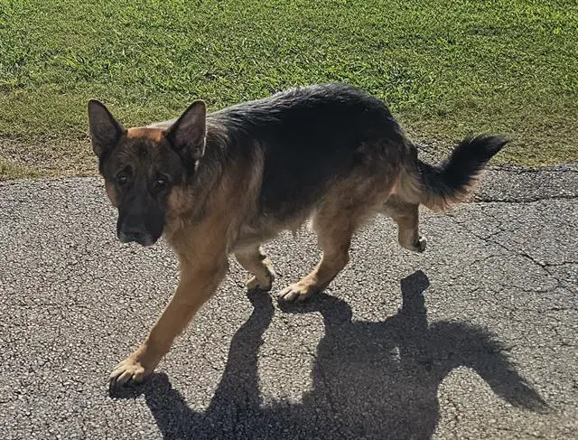 Dino - German Shepherd Dog