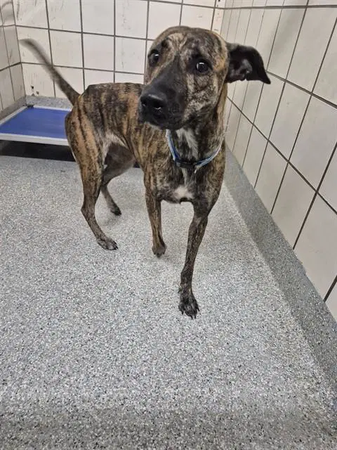 Brynn - American Pit Bull Terrier