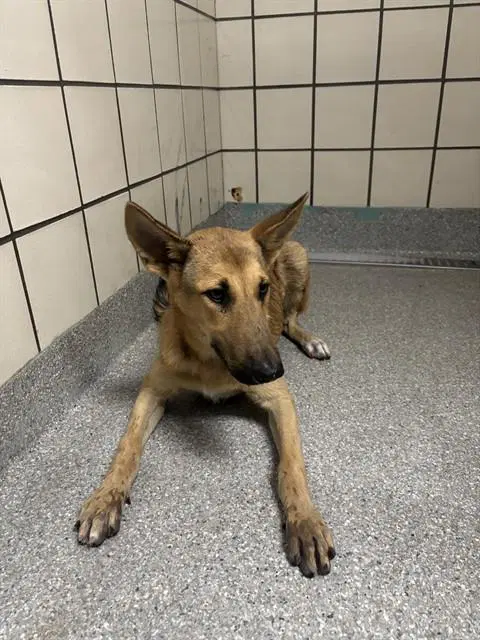 Petunia - German Shepherd Dog