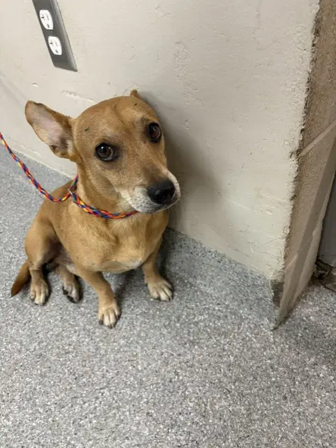 Benny - Chihuahua
