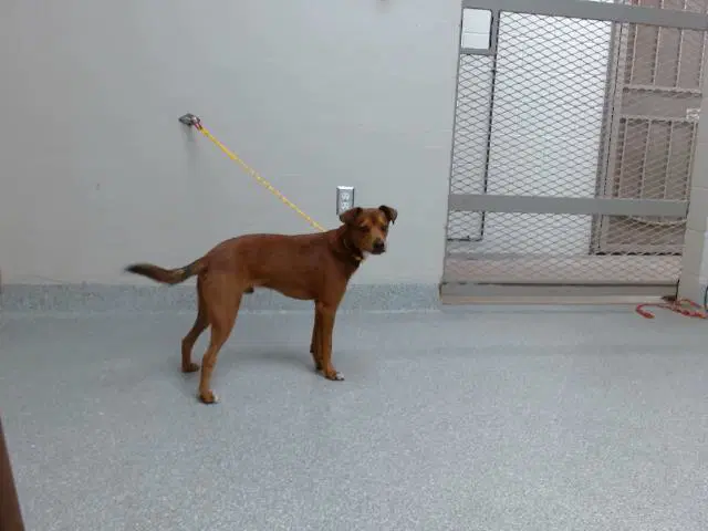 Tajin - Chihuahua