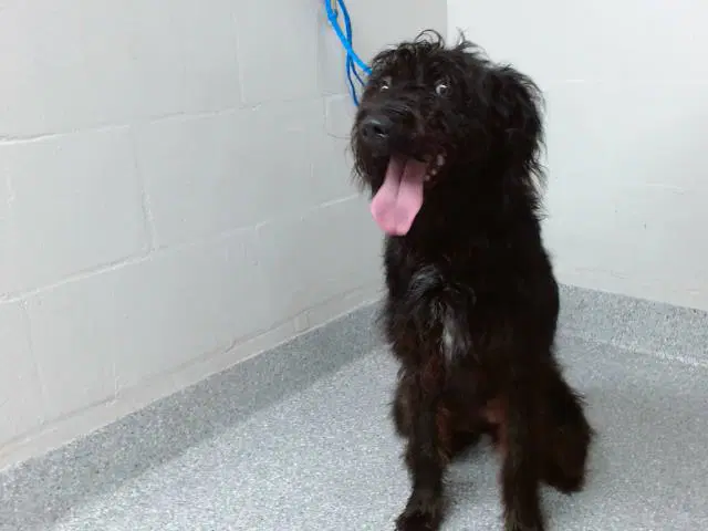 Winnie - Giant Schnauzer