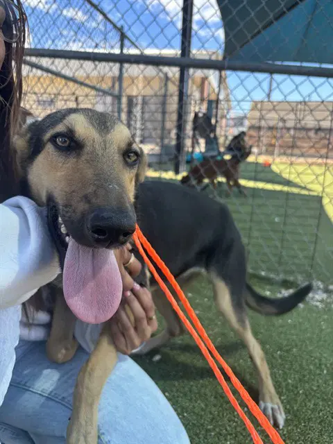 Snoopy - German Shepherd Dog