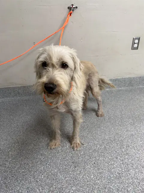 Oscar - Schnauzer