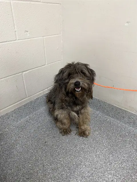 Felix - Miniature Schnauzer