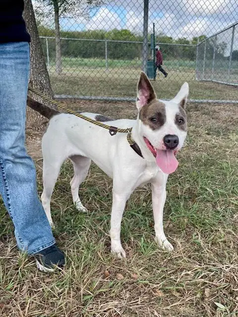 Rachel - American Pit Bull Terrier