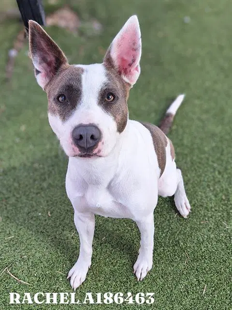 Rachel - American Pit Bull Terrier