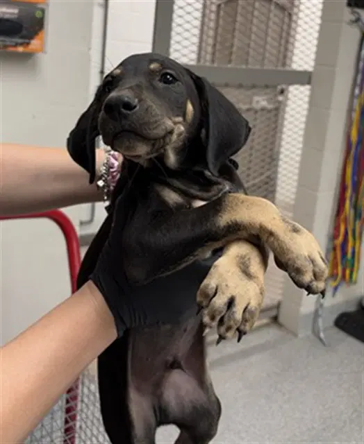 Unknown - Labrador Retriever