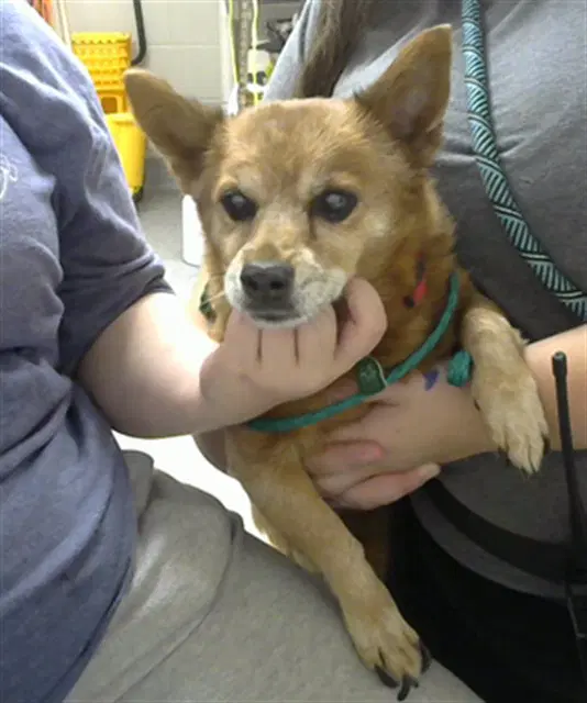 Betty - Chihuahua