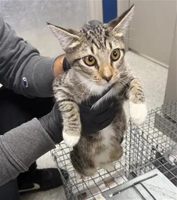 Unknown - Domestic Short Hair