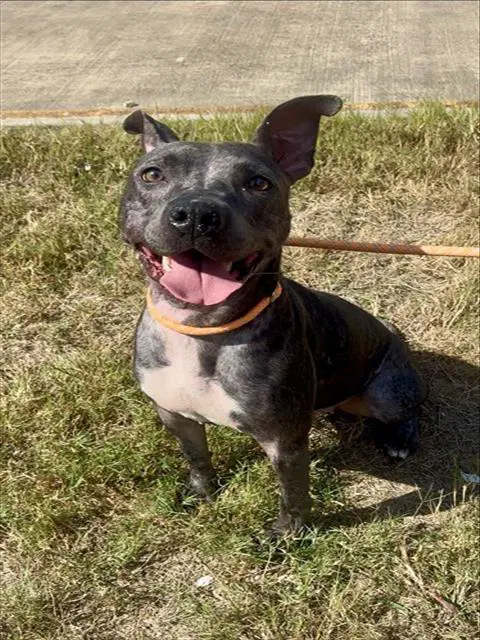 Jeffie - American Staffordshire Terrier
