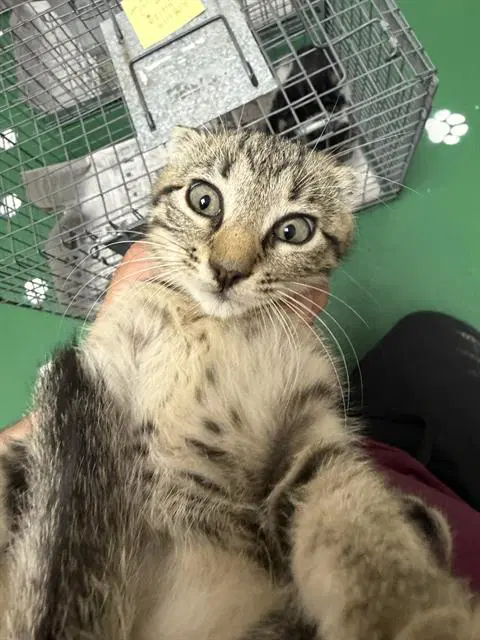 Barnaby - Domestic Short Hair